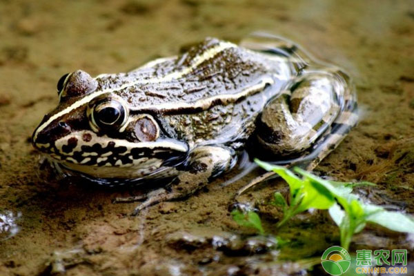 最新养殖品种有哪些,最新改良养殖的新品种有哪些