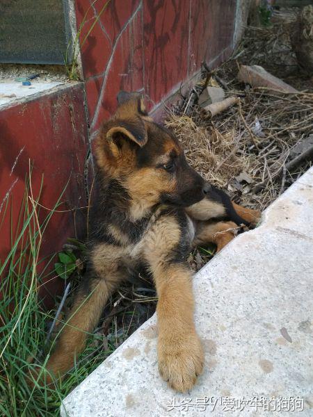 德牧串多少钱,德牧串值得入手吗