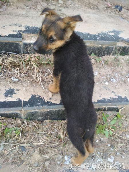 德牧串多少钱,德牧串值得入手吗