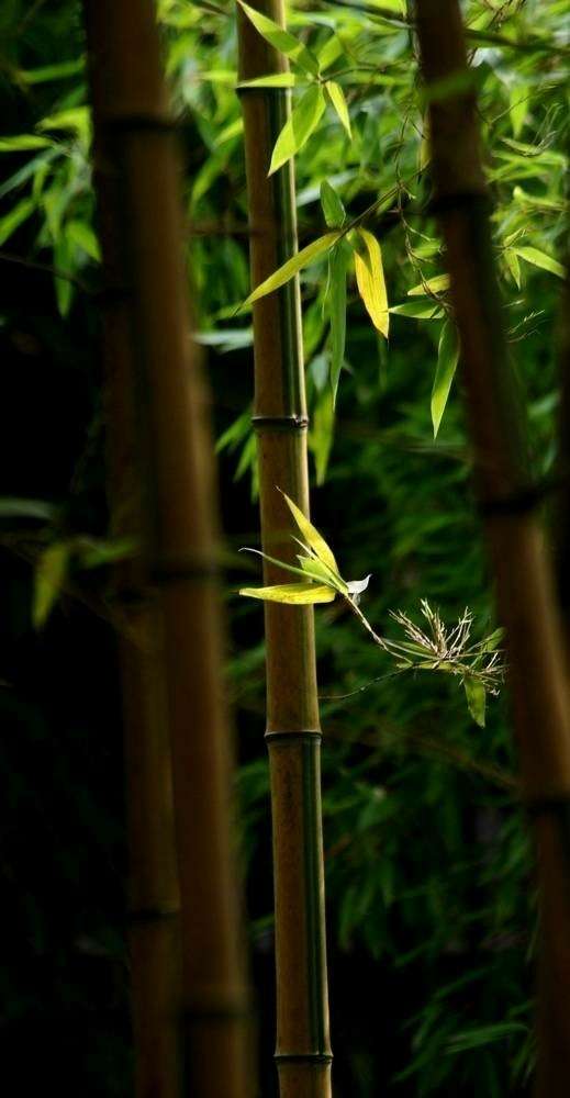 9首与竹子相关的诗词，给你带来仲夏的清凉