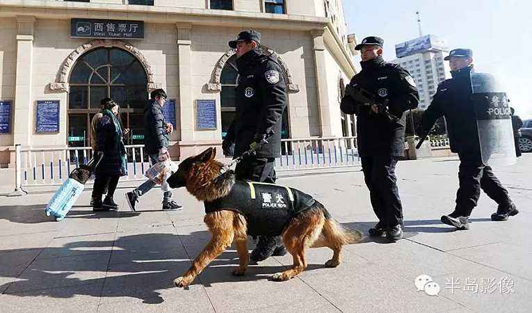 「涵姐说：德国牧羊犬」一篇详细介绍德牧/德国牧羊犬的文章