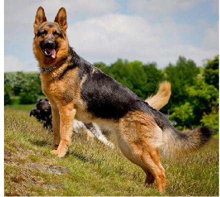 德国牧羊犬和德牧是一个品种吗,德牧和德国牧羊犬是一个品种吗