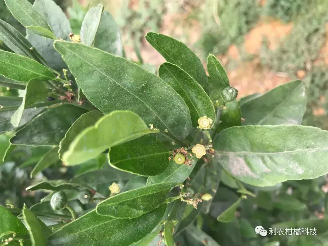 柑橘果实黄化的原因,柑橘果树黄化怎么治疗