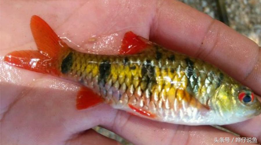 十五种常见不同的观赏鱼,十大凶猛观赏鱼哪个比较好养