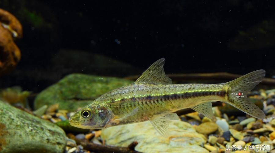 十五种常见不同的观赏鱼,十大凶猛观赏鱼哪个比较好养