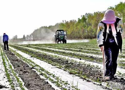 棉花化控的四个阶段,棉花化控技术视频教程