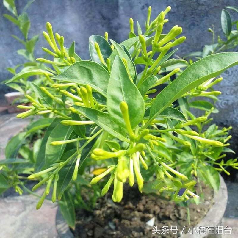 驱蚊子最有效的植物花草,能驱蚊的植物有哪些