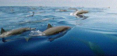 假期一定要给孩子看的20部纪录片,12部适合和孩子一起看的纪录片