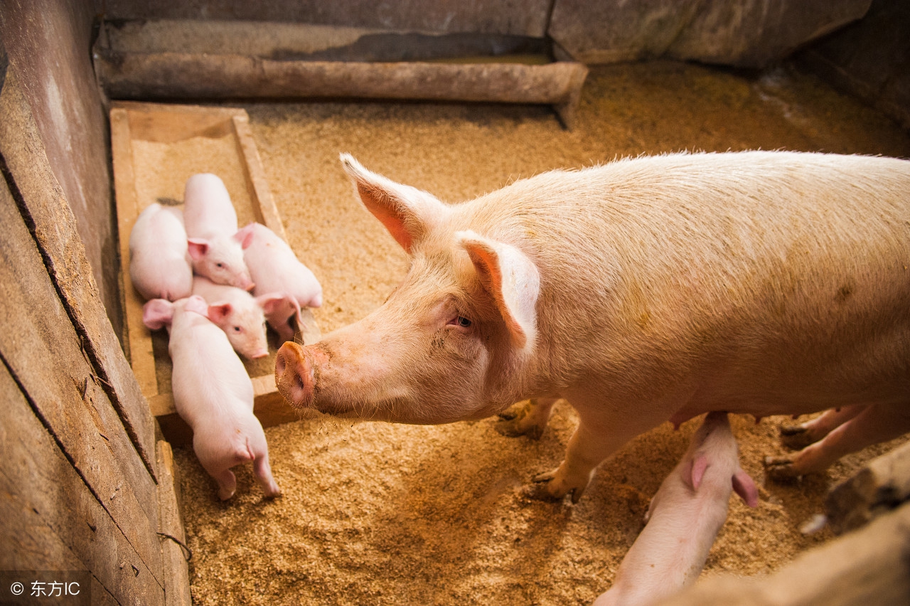 夏季常见猪病预防知识,猪湿疹的最佳防治方法