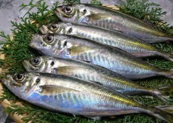 各种鱼的冷知识,盘点那些关于鱼的冷知识