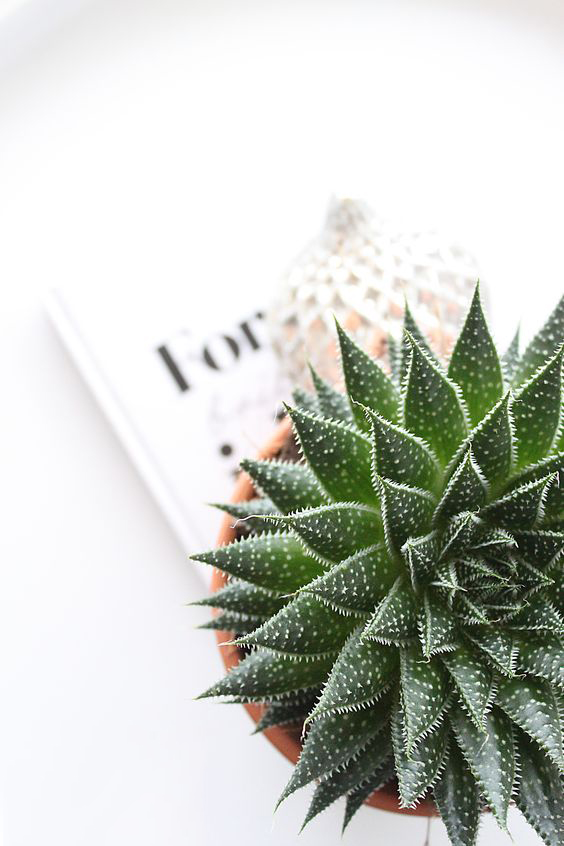 最有价值的绿植,最值得养的绿植排行