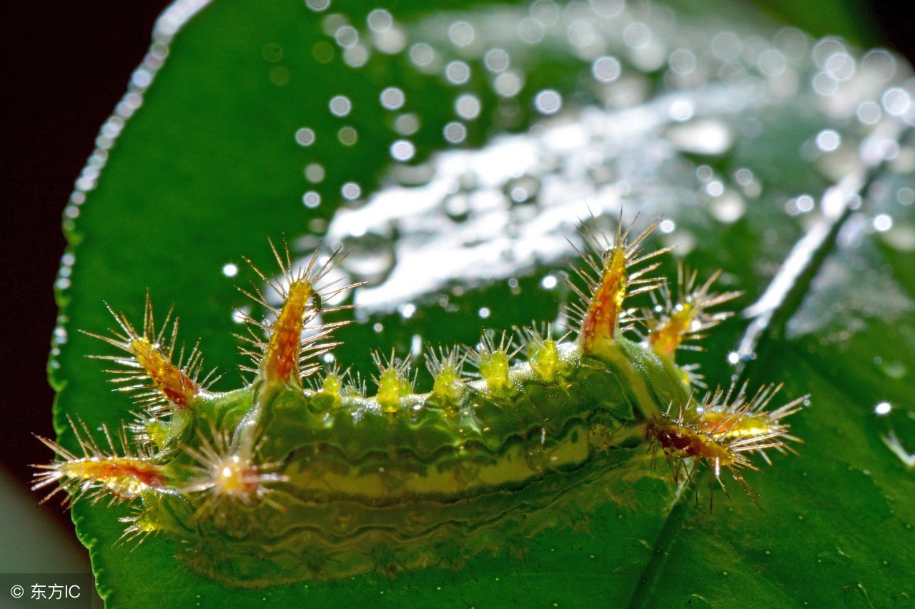 农村害虫洋辣子图片,洋辣子成虫克星