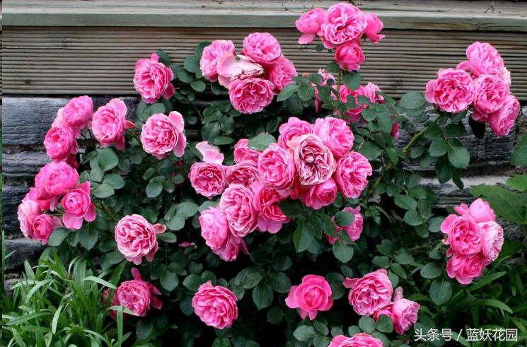 藤本月季重剪后当年能开花吗,藤本月季能养成树月季吗