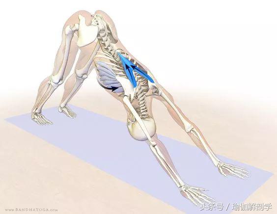 瑜伽下犬式基本功,下犬式瑜伽体式为什么重要