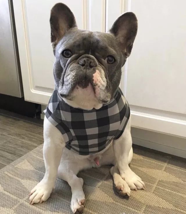 扒一扒萨摩耶宠物冷知识,狗剃刀过敏