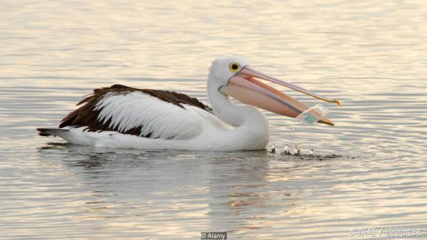 塑料有毒化学成分是什么,塑料里的有害物质