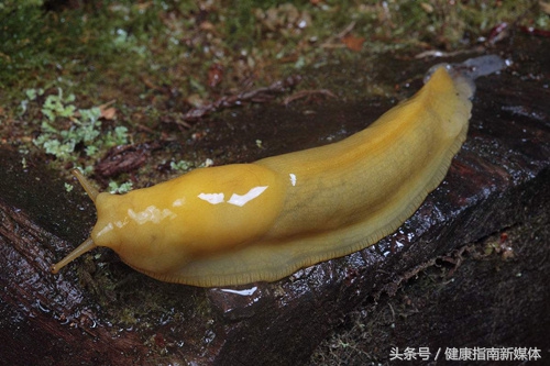 不同颜色鼻涕，代表不同的健康秘密