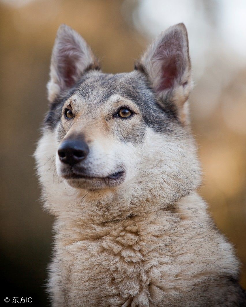 恶狗追咬有什么办法对付,梦到被恶狗追咬怎么回事