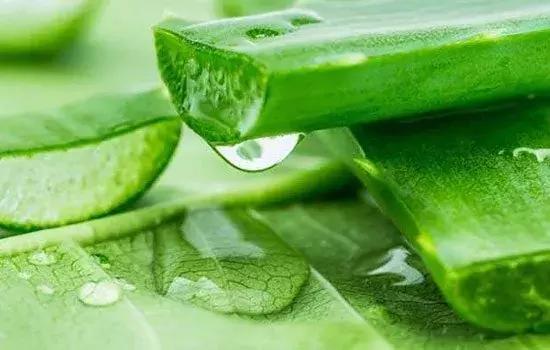 芦荟烂根叶子全掉了怎么能救活,芦荟烂根怎么补救最快