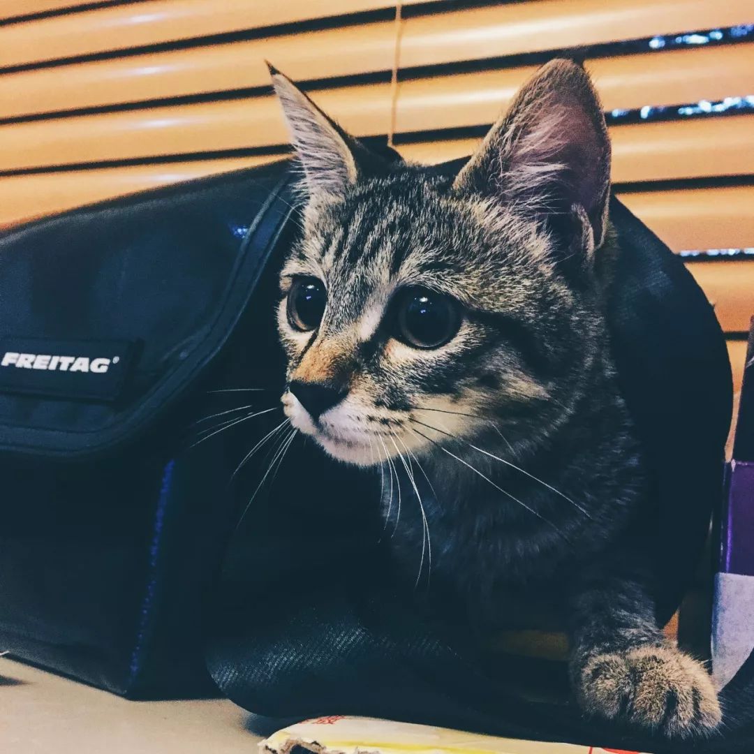 喜欢侘寂的人,喜欢嬉皮士