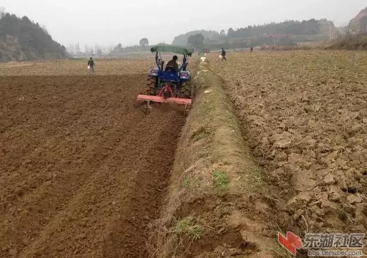 湖北蔬菜都有哪些品种,湖北种植特色菜有哪些