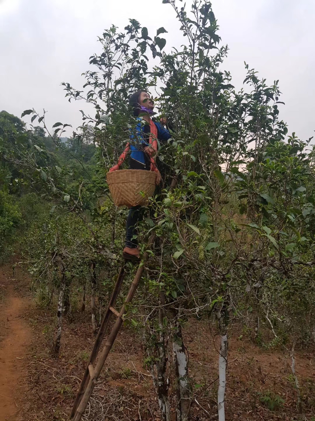 缅北做茶叶,缅北茶叶能喝吗