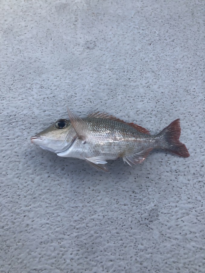 帕劳的海景风光给人美的享受,帕劳的海洋和沙滩风景图片
