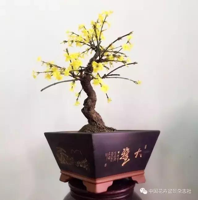 爱花迎春盆景,爱木盆景杜鹃