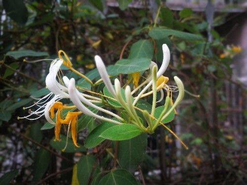 金花银花，因色、香、味、性俱佳，爬上枝头越过围栏，一看就喜欢