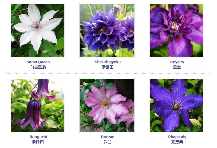 铁线莲爬藤花卉排名前十名,铁线莲哪个品种花最好看