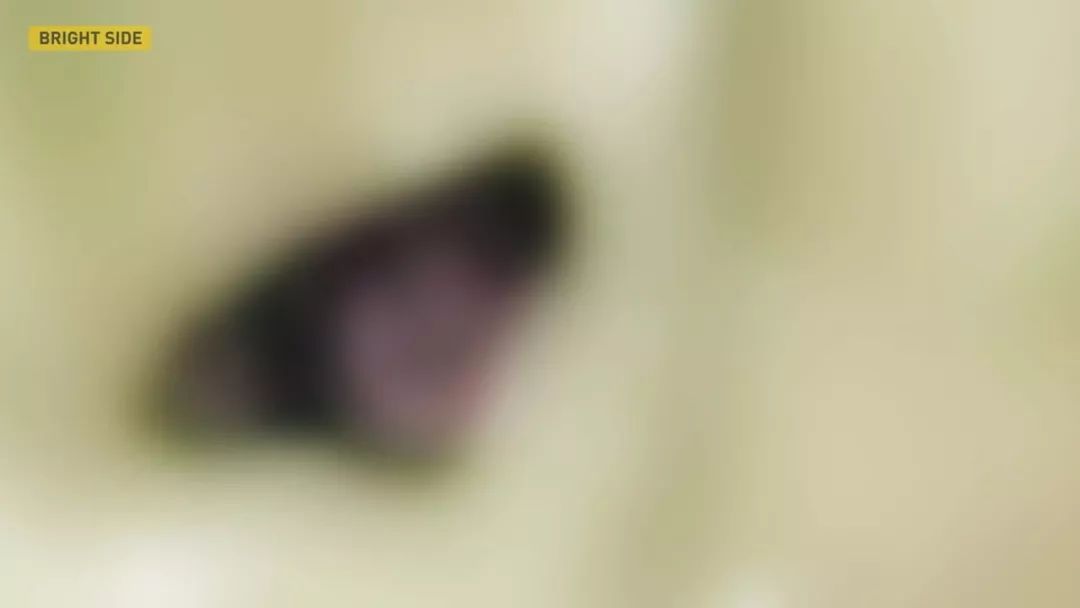 动物眼中的世界是什么样子的图片,动物眼里的世界长怎样