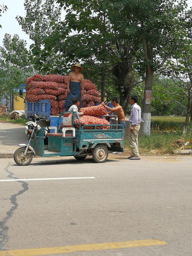 蒜薹免费送,苍山蒜薹免费送
