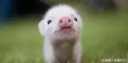 恭喜！狗币完成了“1个亿”的小目标！