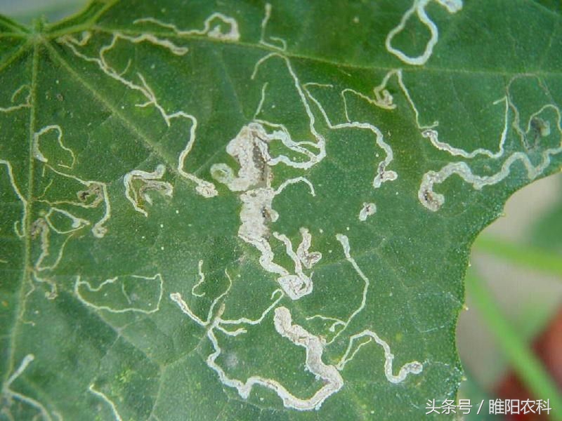 如何快速修复害虫咬的叶片,叶片上的虫子怎么消除