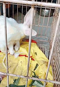 大白兔生小宝宝,大白兔生崽