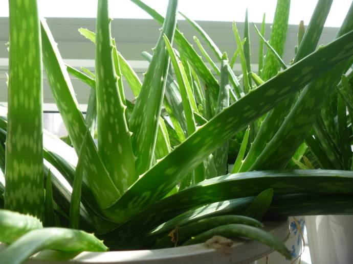 治疗脚气的最好办法又简单又实用,真实有效的治脚气药