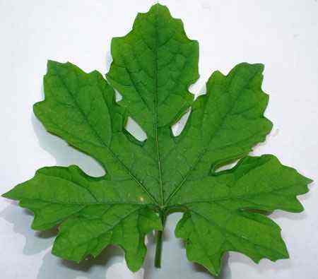 治疗脚气的最好办法又简单又实用,真实有效的治脚气药