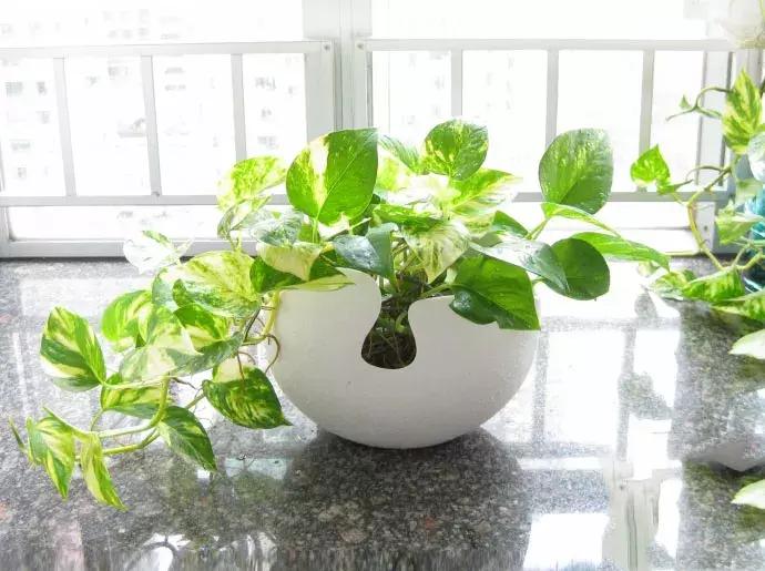 家里有孕妇千万别养这些花,孕妇适合养什么花最好