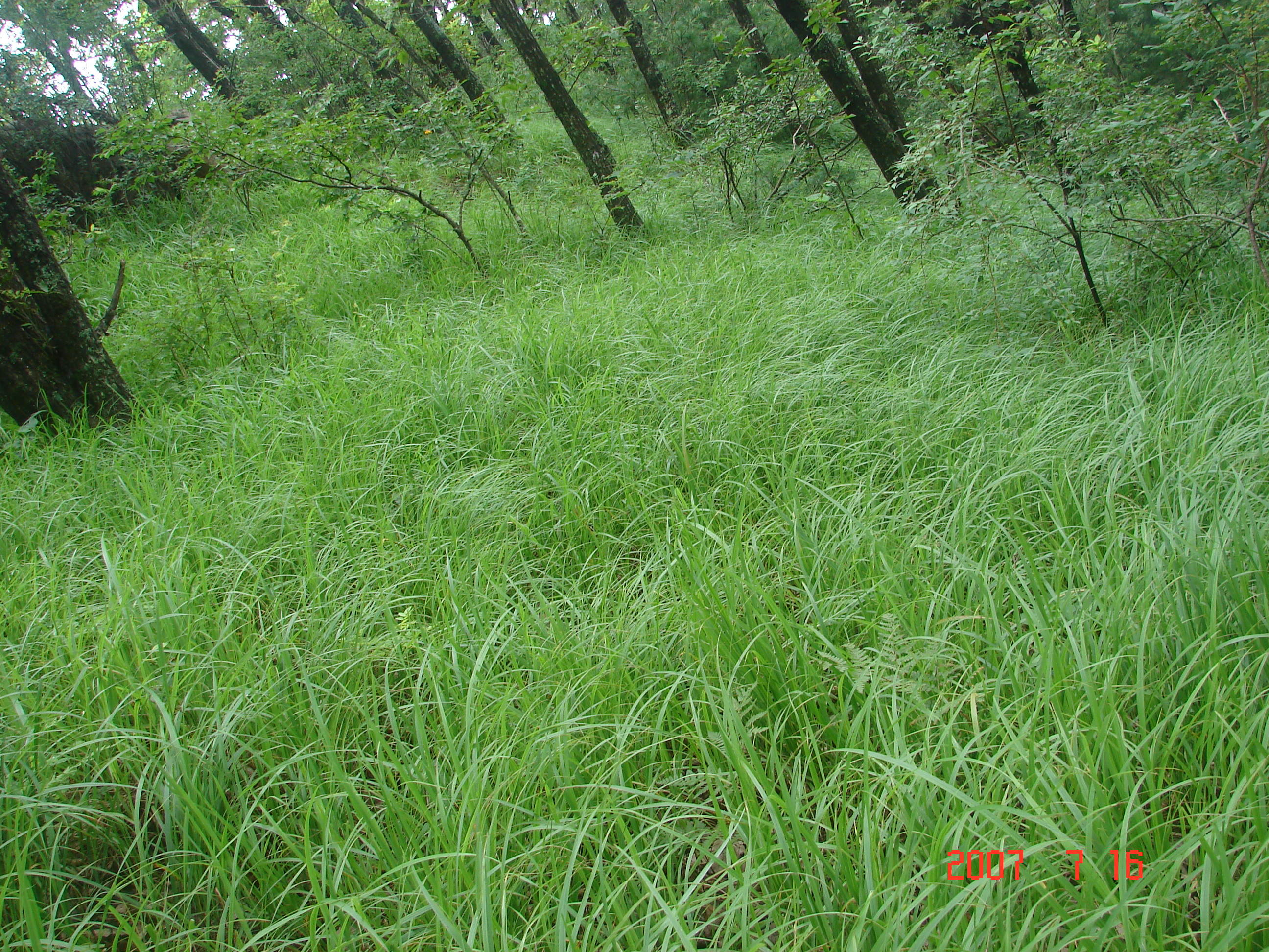 5a嵩县,5a嵩县县城