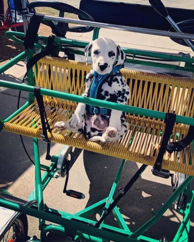 这只小斑点超可爱！呼吸都是爱你的形状