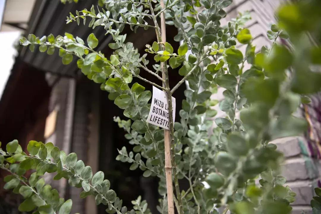 不爱回家探店,北京网红花店有哪些