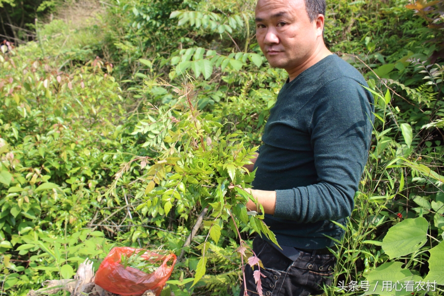 山中有一保健茶，农村人认识的不多，看看你家山上有吗？