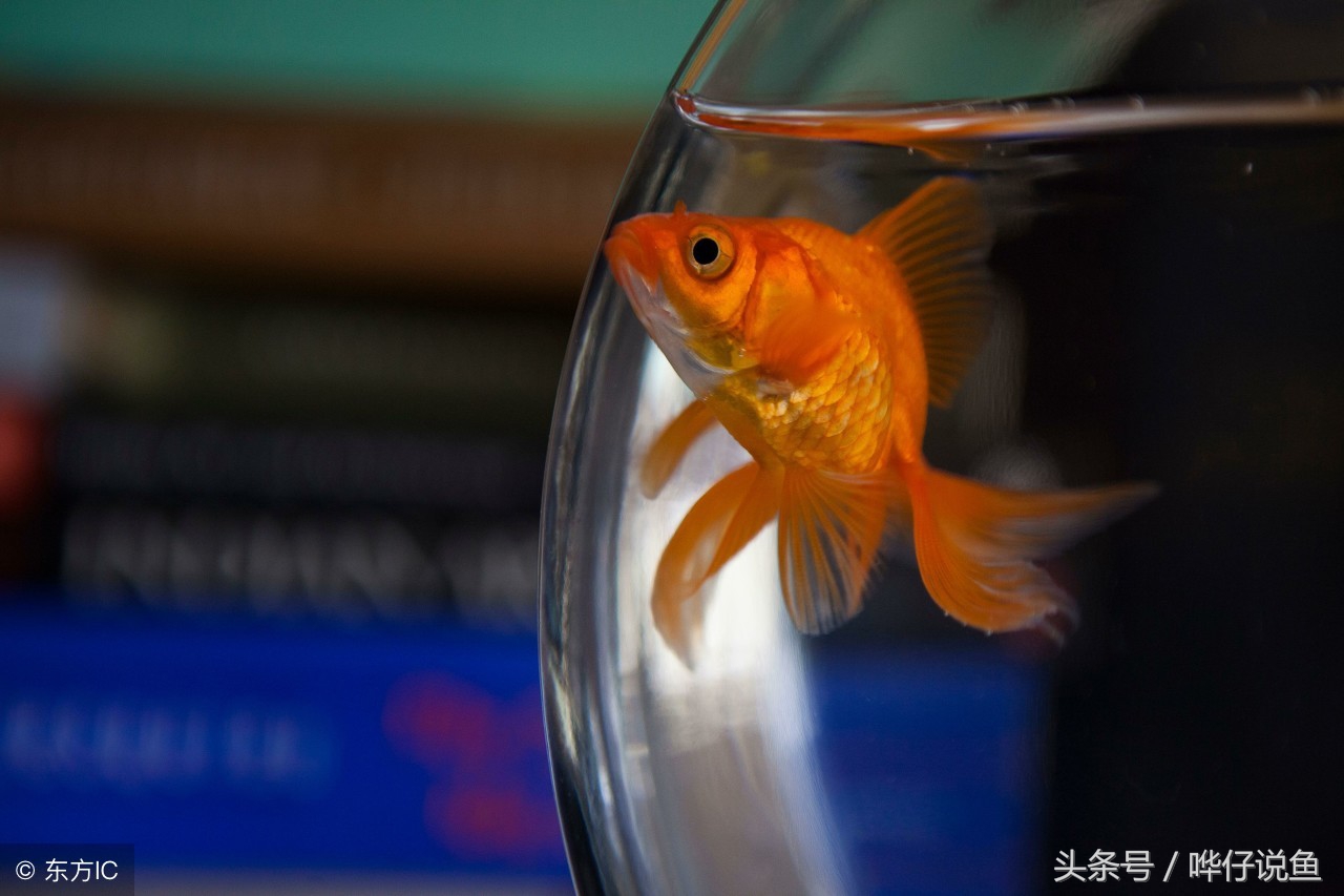 为什么金鱼刚回家就趴缸？你可能犯了天底下养鱼男人都会犯的错误