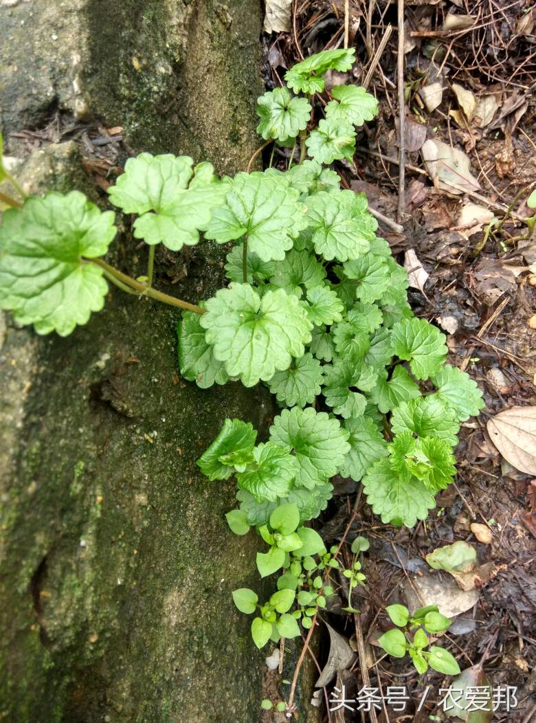 农村有种草药叫路边什么,您在路边遇到过活血丹这种野草吗