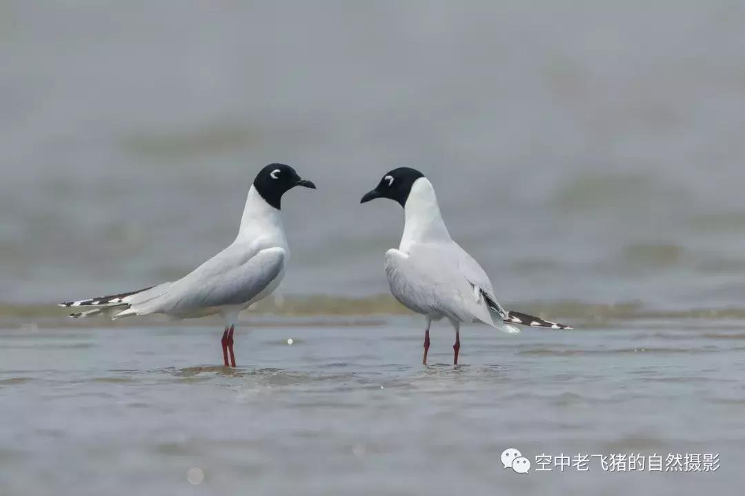 初夏时节，欣赏黑嘴鸥的浓情蜜意