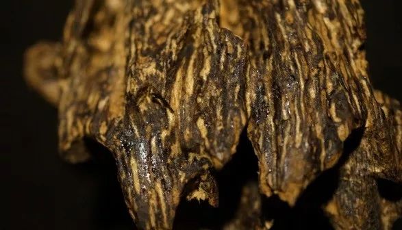 沉香与玉石都是树木形成的吗,沉香是什么木材形成的