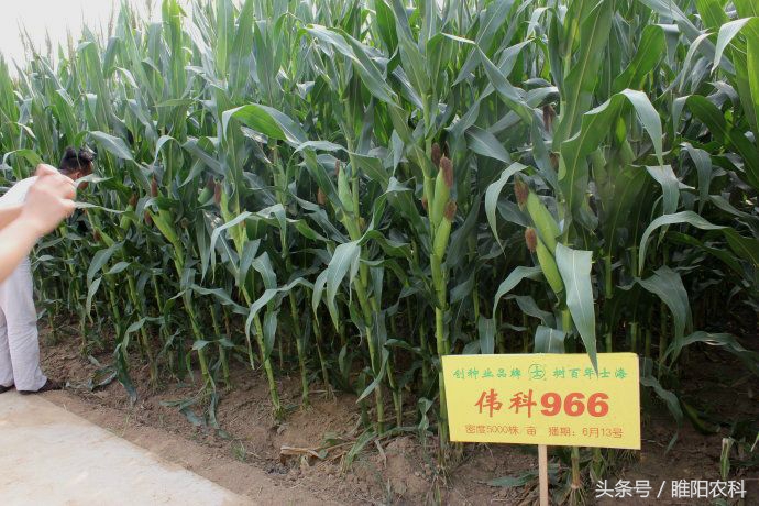 德美乐1992玉米品种审定公告,先赢311玉米品种国审审定公告