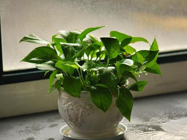 高杆绿萝黄叶什么原因,绿萝黄叶的原因和解决方法