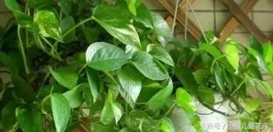 家里种的绿植老是死怎么办,家里种的植物不长怎么办