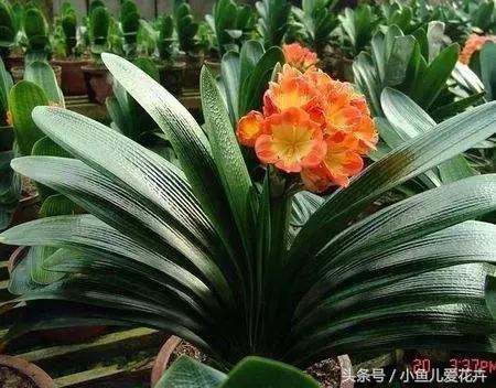 家里种的绿植老是死怎么办,家里种的植物不长怎么办